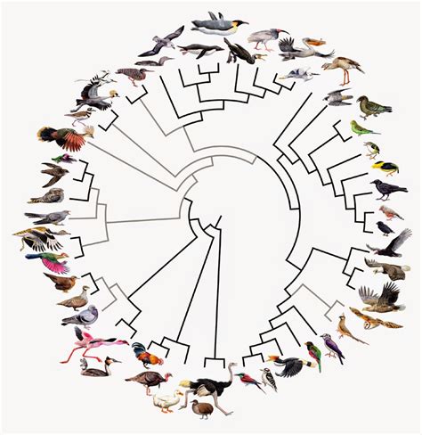 Evolution Bird 的图像结果