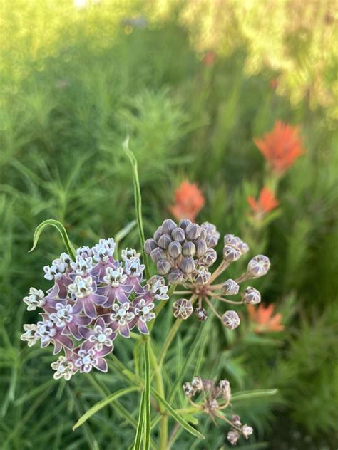 Asclepias fascicularis - Sevenoaks Native Nursery
