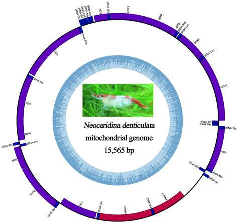 Genomic Sequence and Experimental Tractability of a New Decapod Shrimp ...
