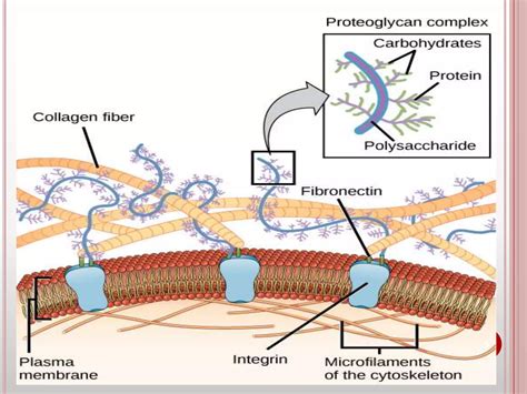 Cell adhesion molecules and mechanisms of cell adhesion | PPTX