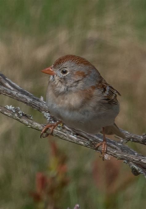 Image result for Sparrow Identification Guide