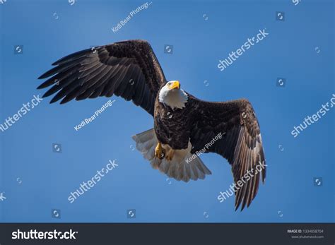 Bald Eagle Flying Stock Photo 1334058704 | Shutterstock