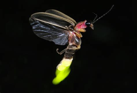 Fireflies Are Beautiful Tricksters In Danger Of Losing Their Habitat | Texas Standard