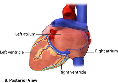 14.1: Heart Anatomy - Medicine LibreTexts
