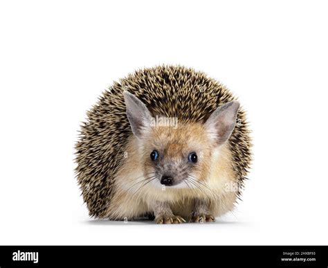 Cute adult Long eared hedgehog aka Hemiechinus auritus, standing facing ...