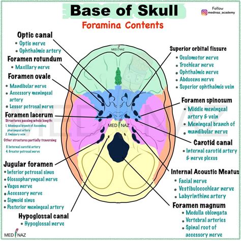 Foramen Rotundum And Ovale