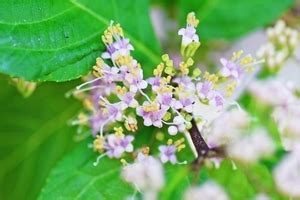 Image result for Coding Pictures JS CSS/HTML Python