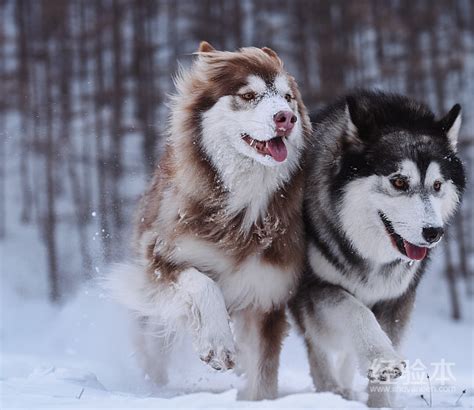 阿拉斯加犬 阿拉斯加雪橇犬 阿拉斯加狗 纯种阿拉斯加幼犬 支付宝 阿拉斯加 /编号10107103 - 宝贝它