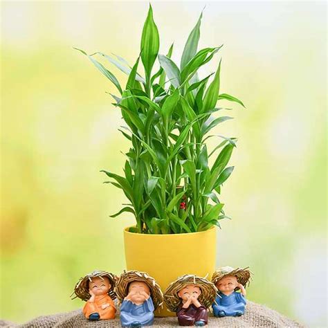 Buy Celebrate Happiness with 3 Layer Lucky Bamboo and Cute Monks online ...
