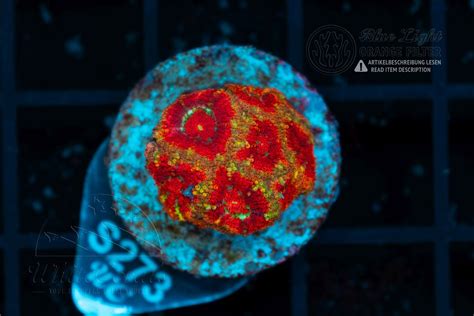 Acanthastrea (Micromussa) Fire Starter (WCC)(Filter)-LPS2_251213_469