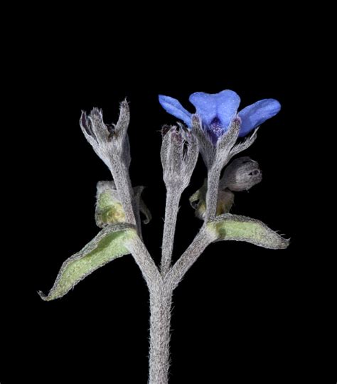 Cynoglottis barrelieri (All.) Vural & Kit Tan | Plants of the World ...