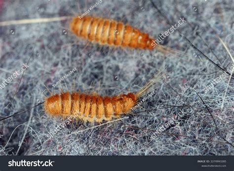 Larva Larvae Carpet Beetle Anthrenus Trogoderma Stock Photo 2270993285 ...
