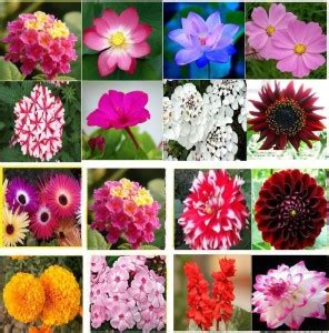 Variety House Winter 16 Types Combo Flower Seed Price in India - Buy ...