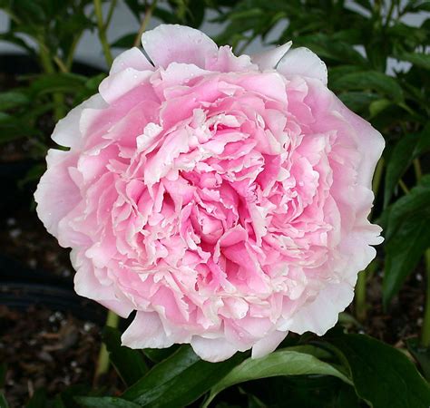 Grow a Sarah Bernhardt Peony for Garden Star Power - Birds and Blooms