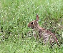 Image result for Mr Bunny Rabbit