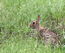 Image result for Hot Spring Rabbit