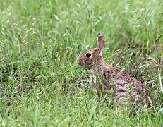 Image result for Etching Rabbit Art