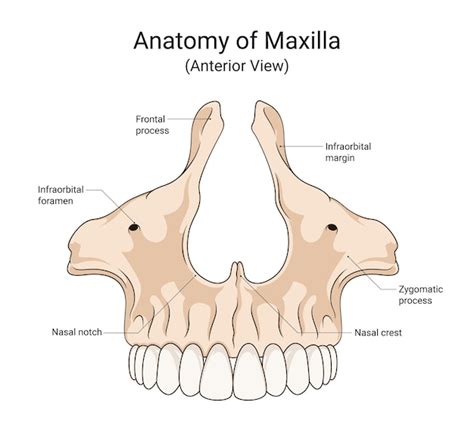 Anatomy of maxilla anterior view | Premium Vector
