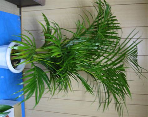 Areca - JungleKey.in Image #50