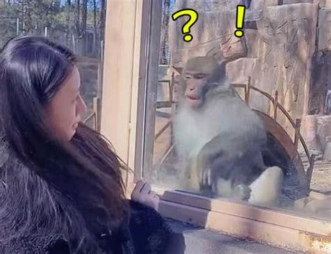 吉林一女子跟猴打招呼，猴子吓得哆嗦，网友：果然猴子怕“老虎”_腾讯新闻