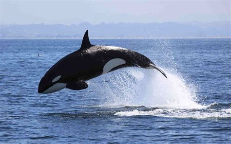 Killer Whale (Orca) Facts