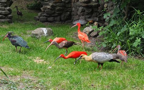 Three species of ibis in the European aviary (temporary situation), 2020-05-23 - ZooChat
