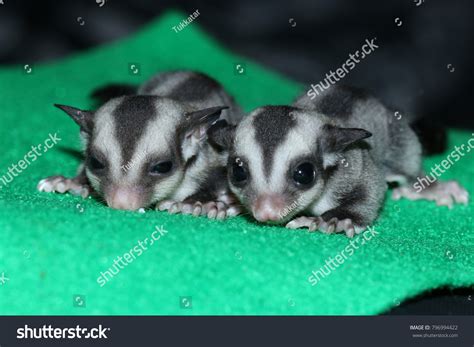 Petaurus Breviceps Sugar Glider Special Pet Stock Photo 796994422 ...