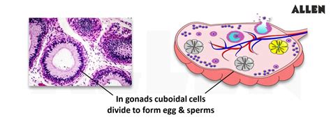 Epithelial Tissue: Definition, Classification, Modifications