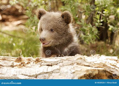Grizzly Bear Cub stock photo. Image of cute, brown, grizzly - 4030526