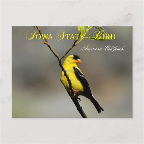 Iowa State Bird - American Goldfinch Postcard | Zazzle