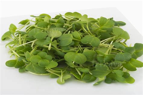 microgreens – Trikaya Online Store