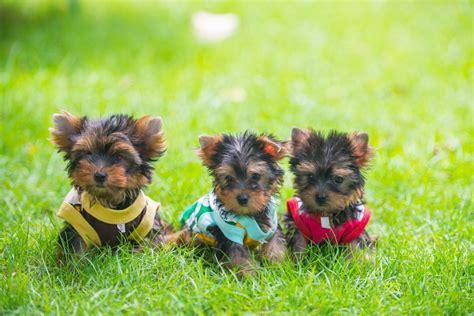 [200+] Yorkshire Terrier Wallpapers | Wallpapers.com