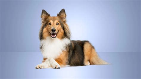 Progressive Pet Insurance Review