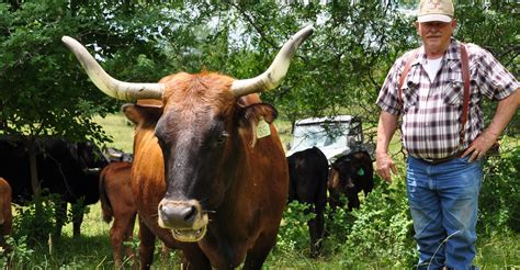 Breeding Corriente Cattle