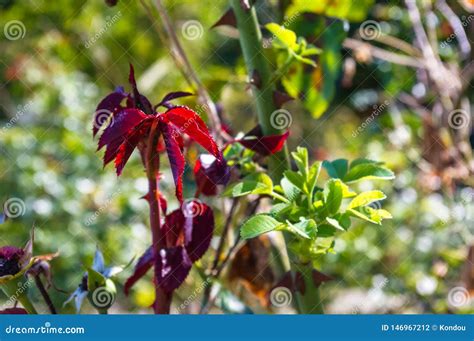 Red Rose Bush Leaves. Nature. Close Up, Selective Focus Stock Photo ...