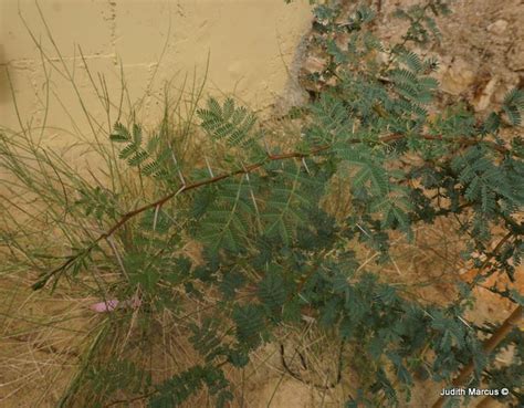 Acacia raddiana - שיטה סלילנית, Twisted Acacia | The Jerusalem ...