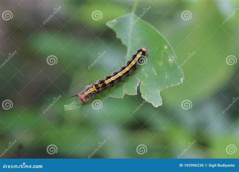 Caterpillar on the leaves stock photo. Image of agriculture - 105906230