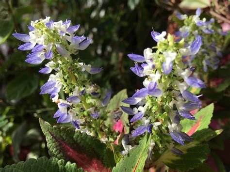 Do Deer Eat Coleus Flowers at Deborah Grant blog