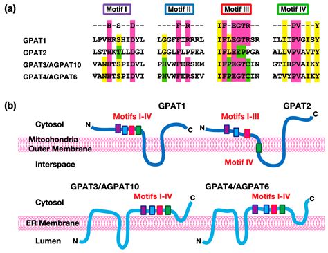 Transcriptional Regulation of Acyl-CoA:Glycerol-sn-3-Phosphate ...
