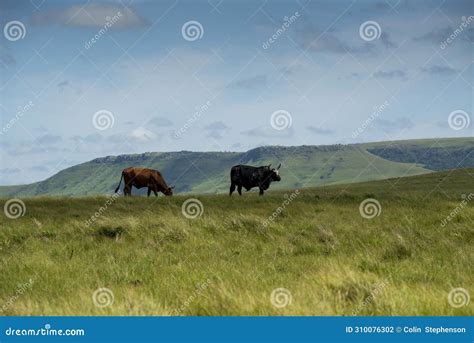 The Wild Coast, Grasslands and African Veld Grazing Fields for Nguni ...