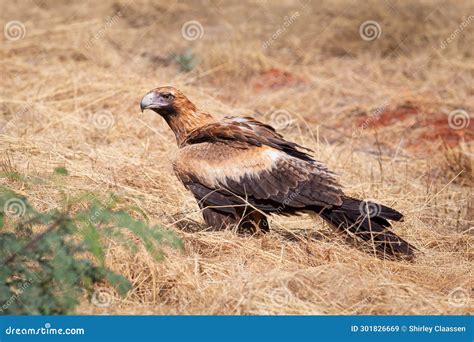 A Wedge Tailed Eagle, Australia S Largest Bird of Prey, Sitting Next To ...