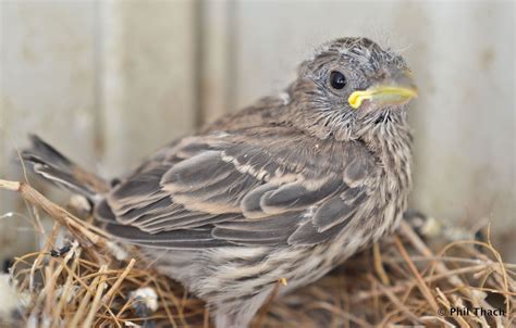 Baby House Finch Bird