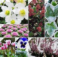 fiori per il balcone balcone invernale piante e arredi per un look perfetto fiori per il balcone balcone invernale piante e arredi per un look perfetto
