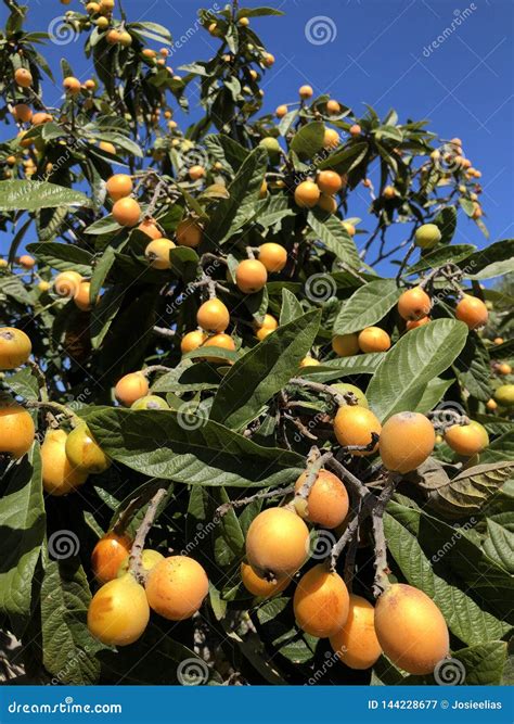 Nisperos, Eriobotrya-japonica, Die Op Boom, Spanje Groeien Stock ...