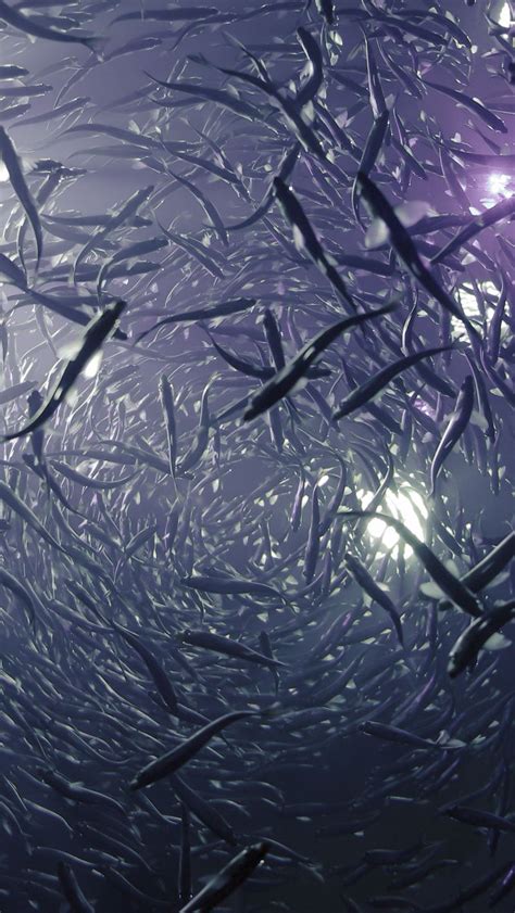 Download wallpaper 800x1420 fish, sea, depth, underwater world iphone ...