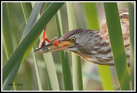 Little Bittern (African) - eBird