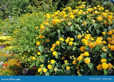 Yellow Lantana Stock Photo - Image: 57215345