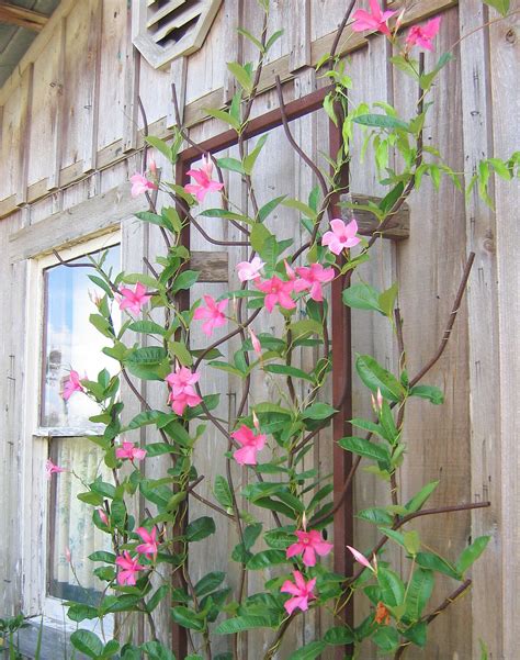 Revive your garden with these sun-loving plants