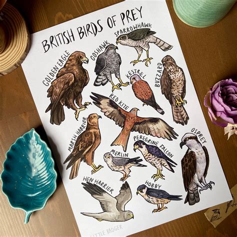 British Birds of Prey PRINT | Bird Art Print | Bird Identification Poster Print | Birds of Prey ...