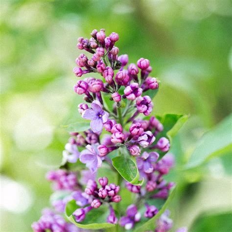 Are Petunias Perennials? (And How To Grow And Care For Them) - Green ...